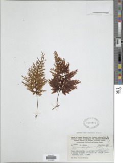 Hymenophyllum rubellum image