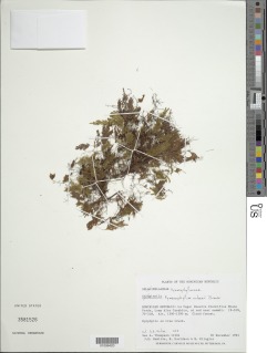 Hymenophyllum urbanii image