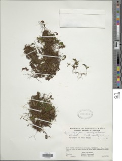 Hymenophyllum semiglabrum image