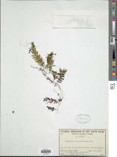 Hymenophyllum dimidiatum image