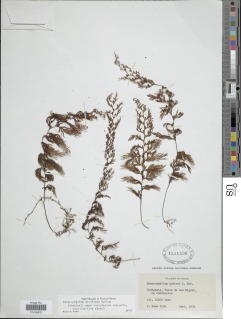 Hymenophyllum mirificum image