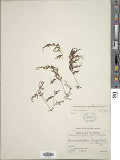 Hymenophyllum angulosum image