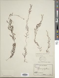 Hymenophyllum polyanthos image