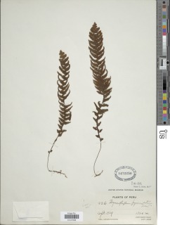 Hymenophyllum pyramidatum image