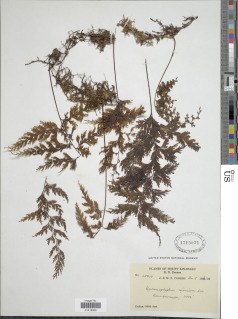 Hymenophyllum emarginatum image