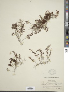 Hymenophyllum paniculiflorum image