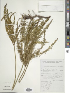 Sticherus flabellatus image