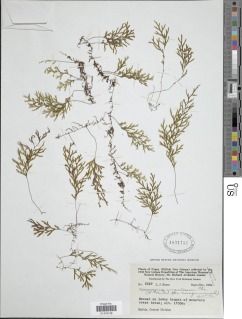 Hymenophyllum angulosum image