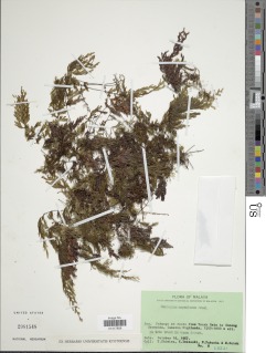 Hymenophyllum serrulatum image