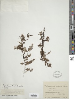 Didymoglossum gourlianum image