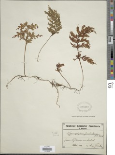 Hymenophyllum junghuhnii image