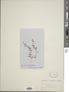 Hymenophyllum capillaceum image