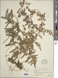 Lygodium venustum image