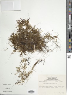 Hymenophyllum digitatum image