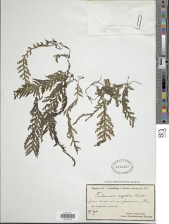 Vandenboschia rupestris image