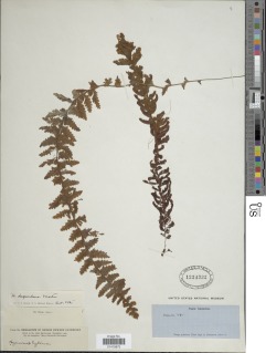 Hymenophyllum dependens image