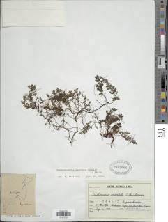 Vandenboschia amabilis image