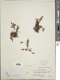 Hymenophyllum dimidiatum image
