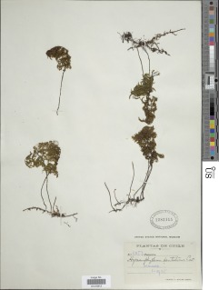 Hymenophyllum dentatum image