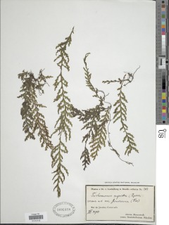 Vandenboschia rupestris image