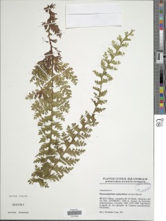 Hymenophyllum splendidum image