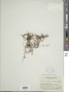 Hymenophyllum elegans image