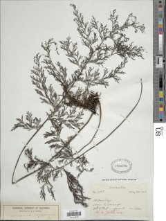 Vandenboschia maxima image