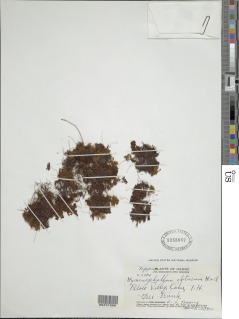 Hymenophyllum obtusum image