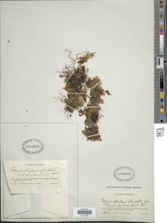 Hymenophyllum abruptum image