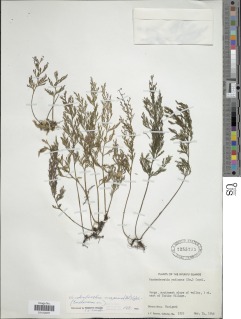 Vandenboschia maxima image