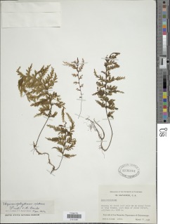 Hymenophyllum sieberi image