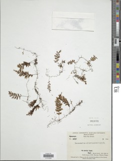 Image of Hymenophyllum ellipticosorum