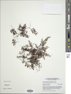 Image of Hymenophyllum bicolanum