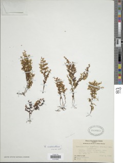 Hymenophyllum imbricatum image