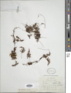 Hymenophyllum valvatum image
