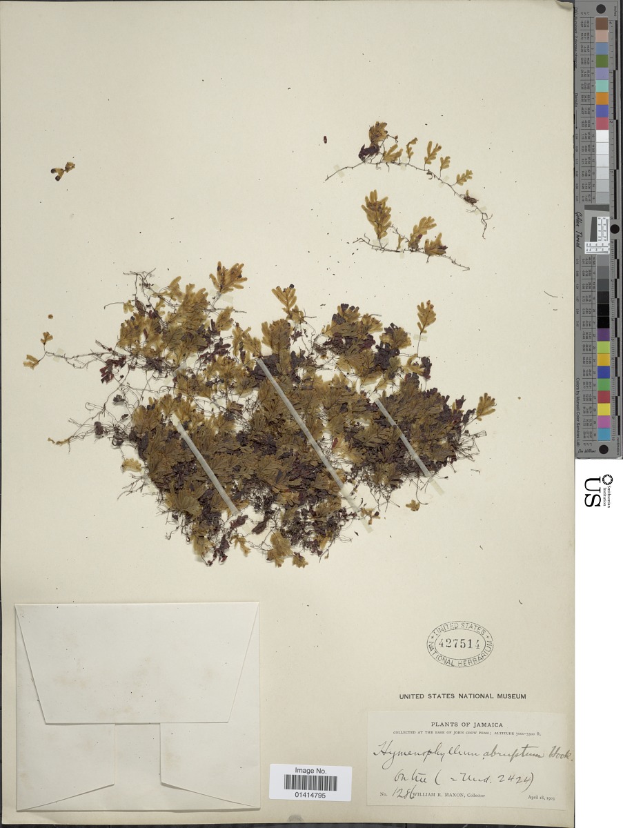 Hymenophyllum abruptum image