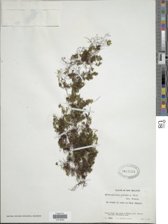Hymenophyllum minimum image