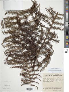 Diplopterygium pinnatum image