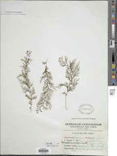 Hymenophyllum mirificum image