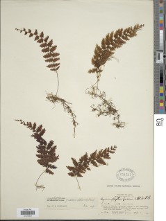 Hymenophyllum fuscum image