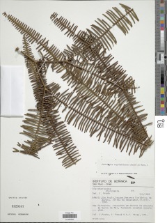 Sticherus nigropaleaceus image