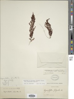 Hymenophyllum corrugatum image
