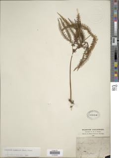 Sticherus squamulosus image