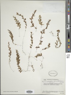 Hymenophyllum fragile image