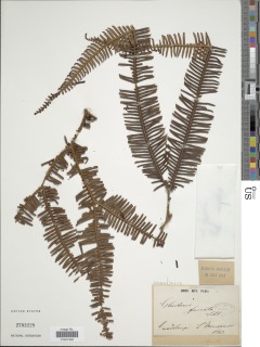 Sticherus aurantiacus image