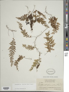Hymenophyllum protrusum image