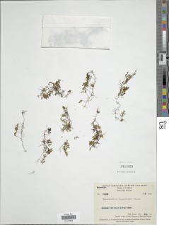 Hymenophyllum rosenstockii image