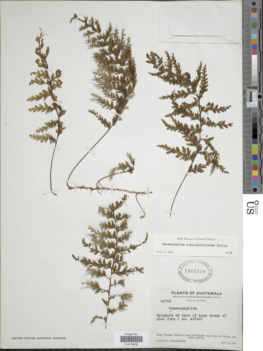 Hymenophyllum crassipetiolatum image