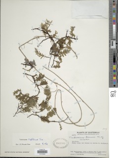 Didymoglossum reptans image