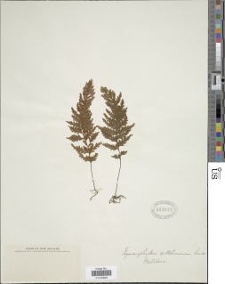Hymenophyllum ferrugineum image